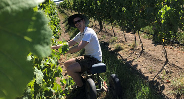 Moritz erntet Wein in Neuseeland