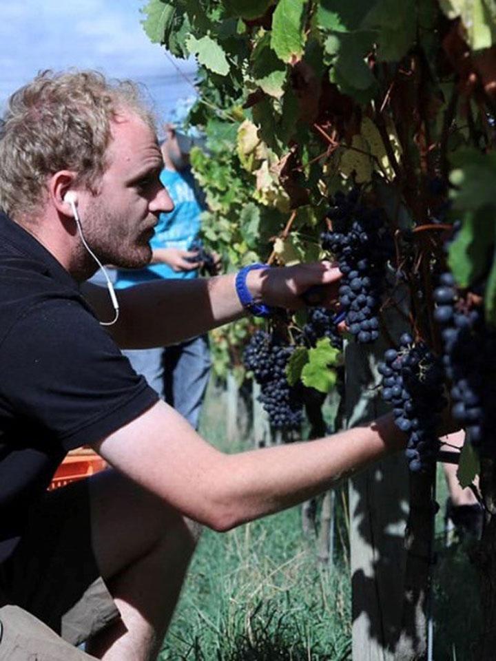 Moritz bei der Traubenernte